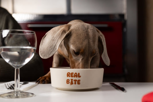 Alternativas al pienso para perros: Cómo elegir comida de calidad