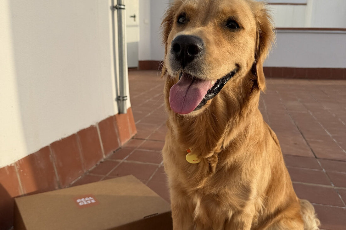 Golden Retriever junto a un pedido de alimentación natural Real Bite en Canarias
