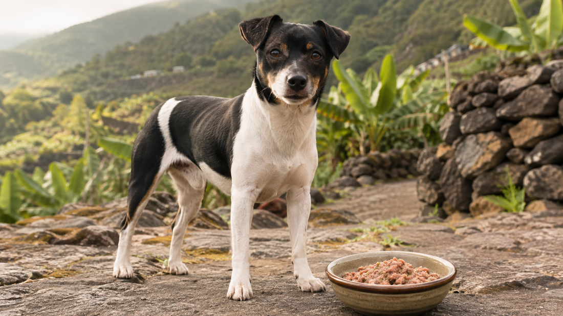 Ratonero Palmero con un cuenco de comida natural en un paisaje rural de La Palma