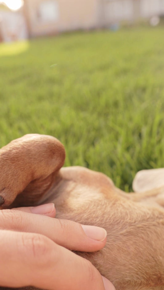 Perro tumbado mientras una persona observa su abdomen ante posibles signos de estreñimiento
