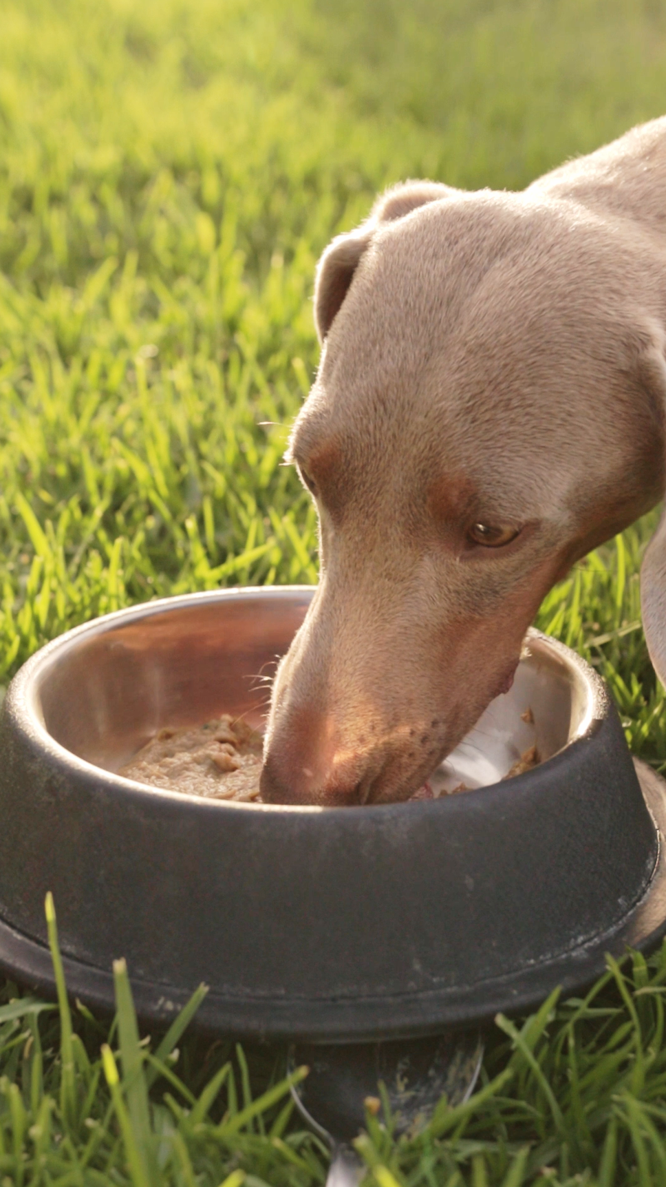 Perro comiendo Real Bite en un cuenco al aire libre