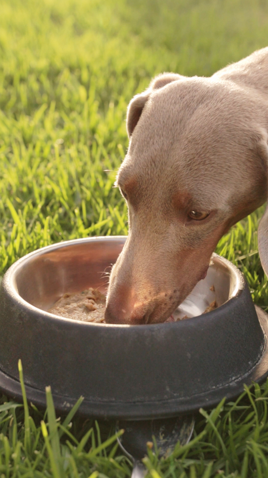 Perro comiendo Real Bite en un cuenco al aire libre