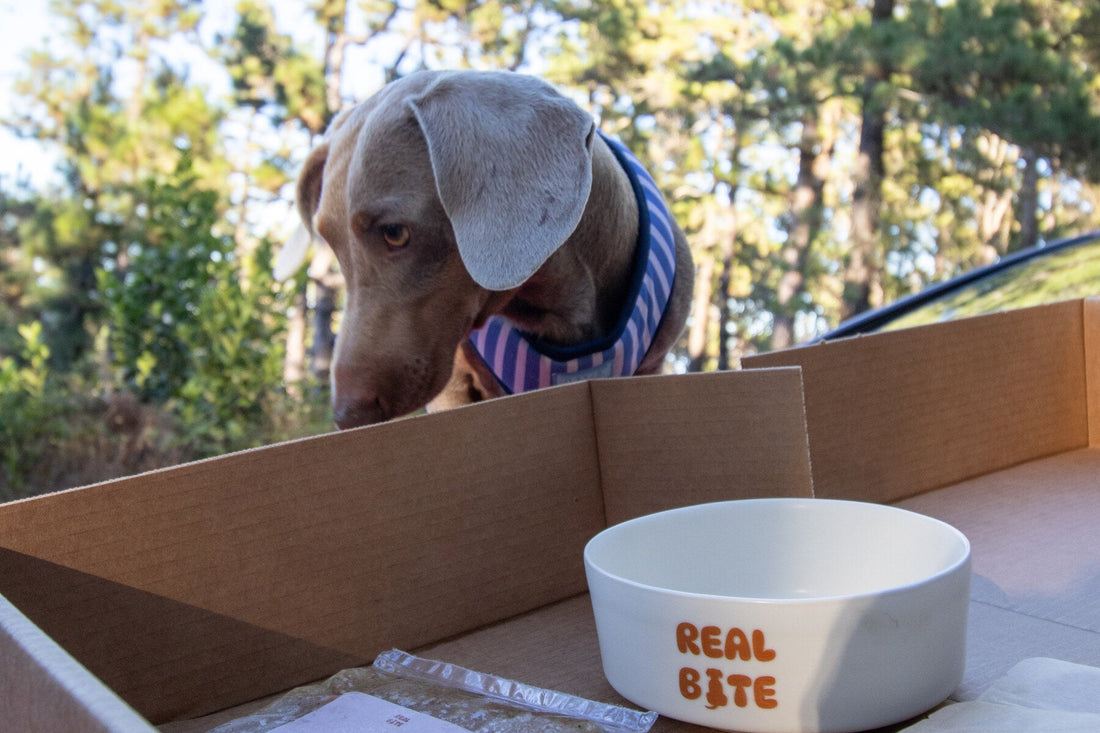 Perro junto a un cuenco de Real Bite durante una salida por Canarias