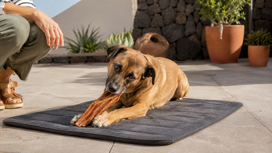 Perro masticando un snack natural de forma supervisada en una terraza de Canarias