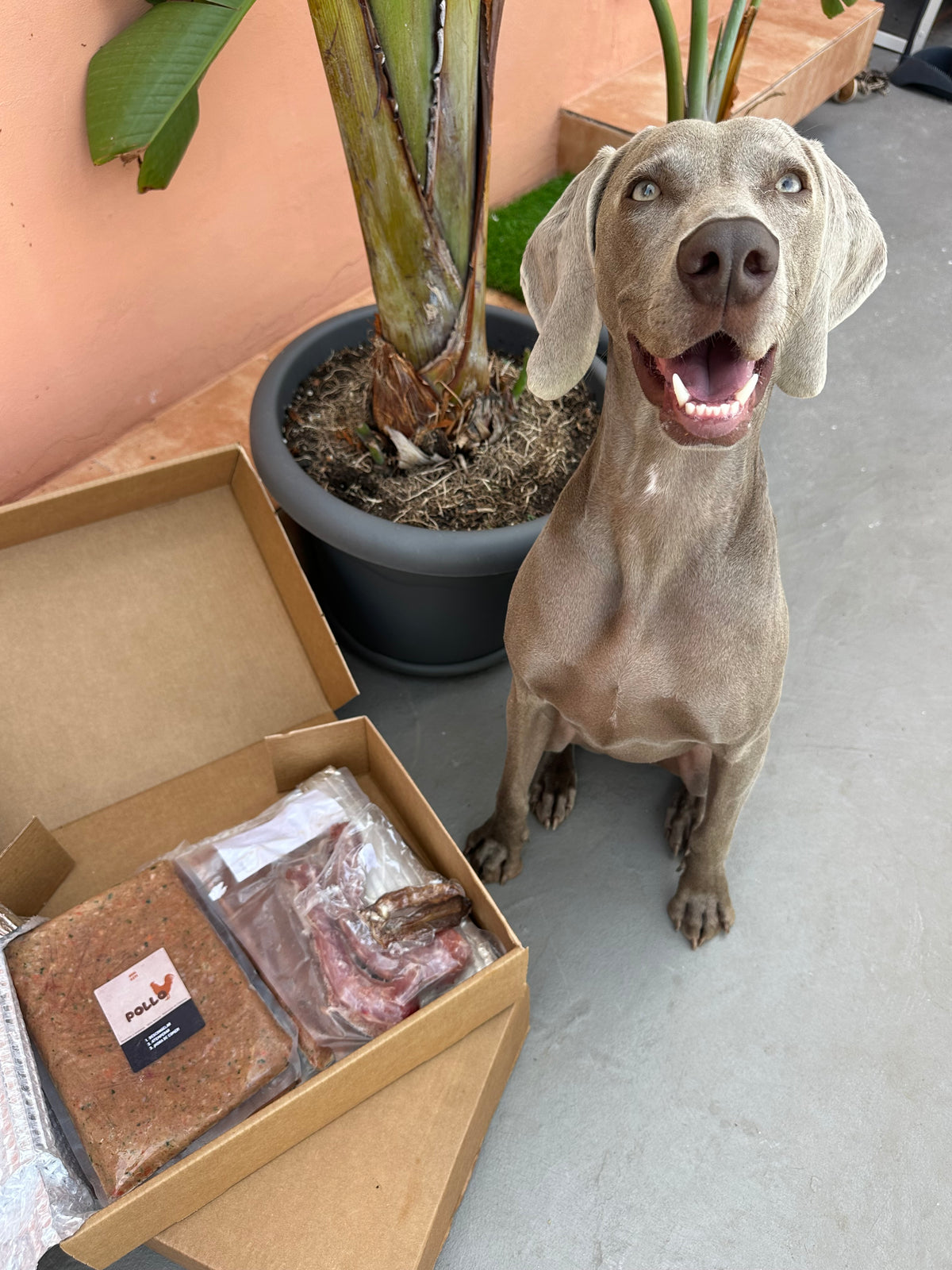 Acompañamiento nutricional Real Bite